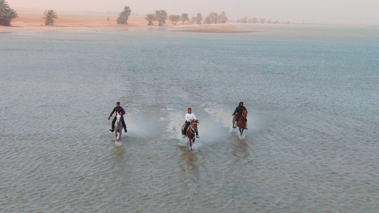 “سفاري الحَسا”.. أقصر الطرق لاكتشاف رمالها الذهبية وخفايا طبيعتها