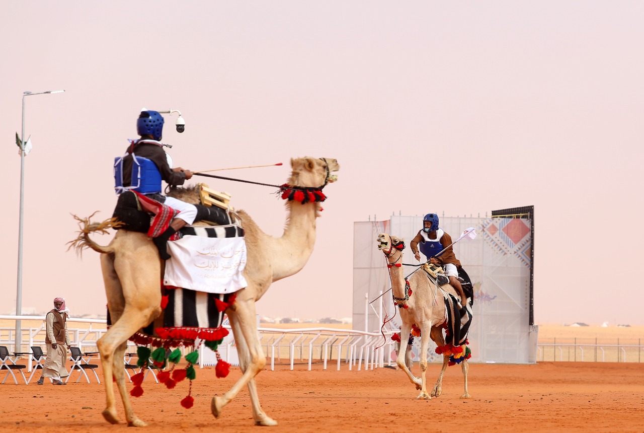 Saudi Camel Festival organizes “Tack up & Race” Competition