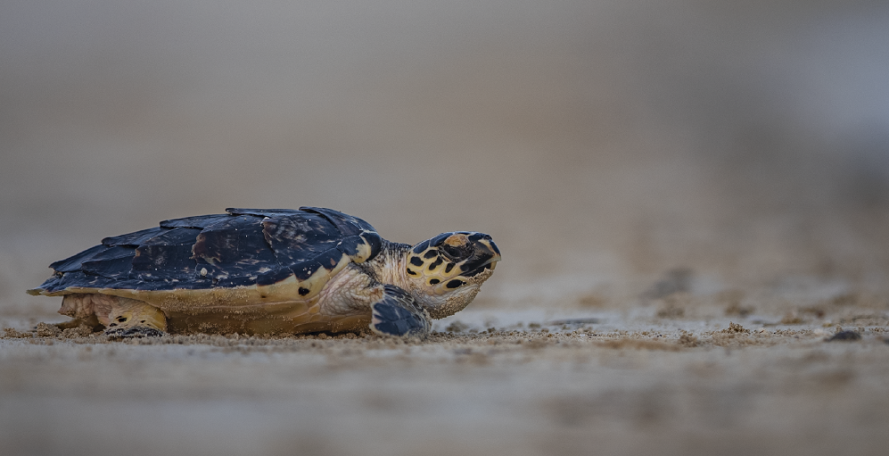 Environment Agency- Abu Dhabi Releases 150 Rehabilitated Sea Turtles Back Into Their Habitat