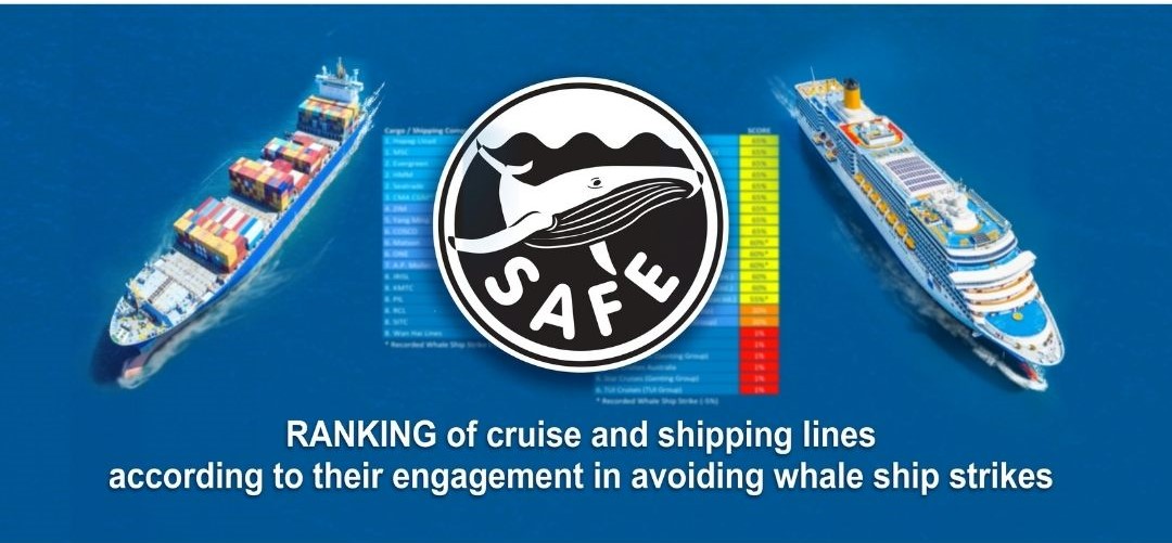 Friend of the Sea ranks shipping and cruise lines’ engagement to reduce whale ship strikes.