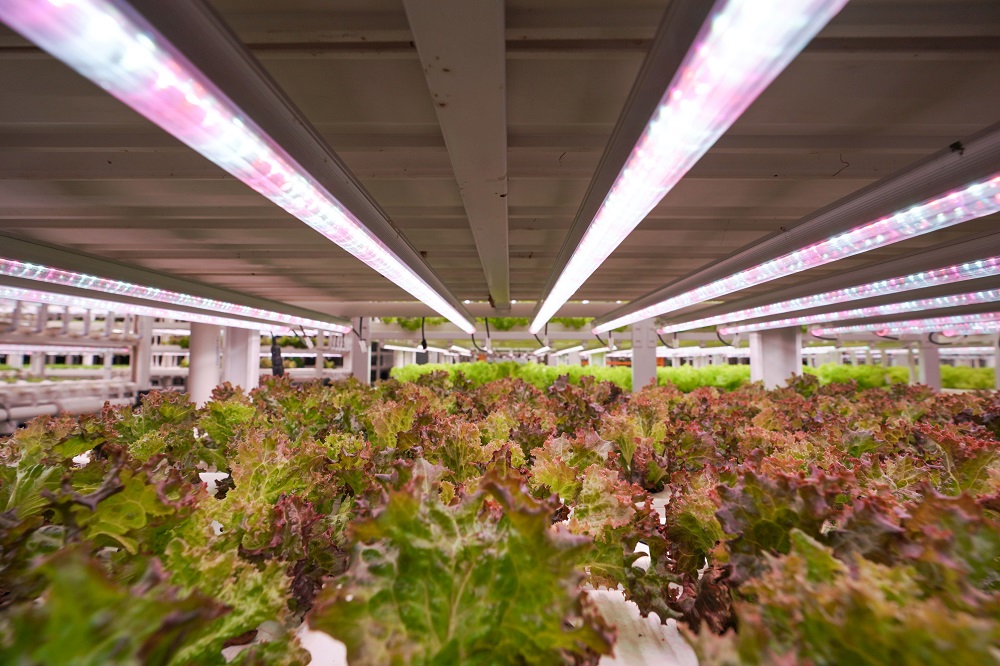 Nip Boosts Local Food Production By Offering Vital Facilities For Hydroponics Vertical Farming