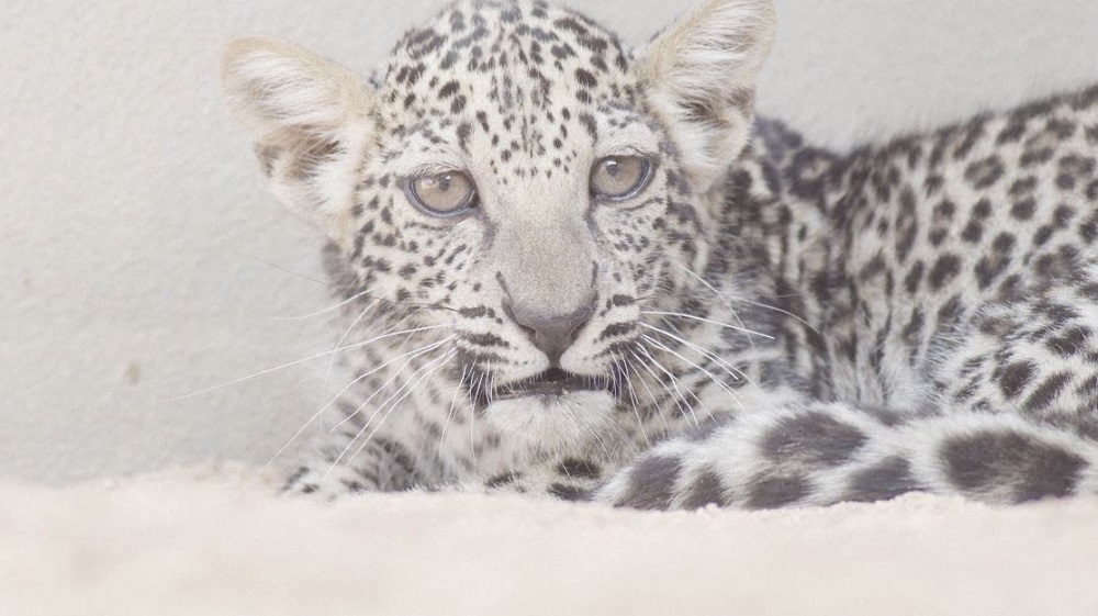 Birth Of Rare Arabian Leopard Cub Offers Hope For Critically Endangered Species