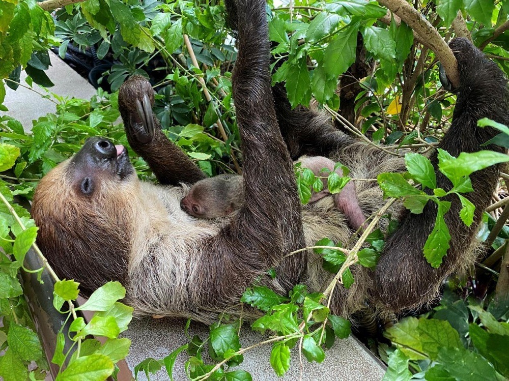 The Gender Reveal Of The Region’s First Baby Sloth Set TO Take Place On 29th January