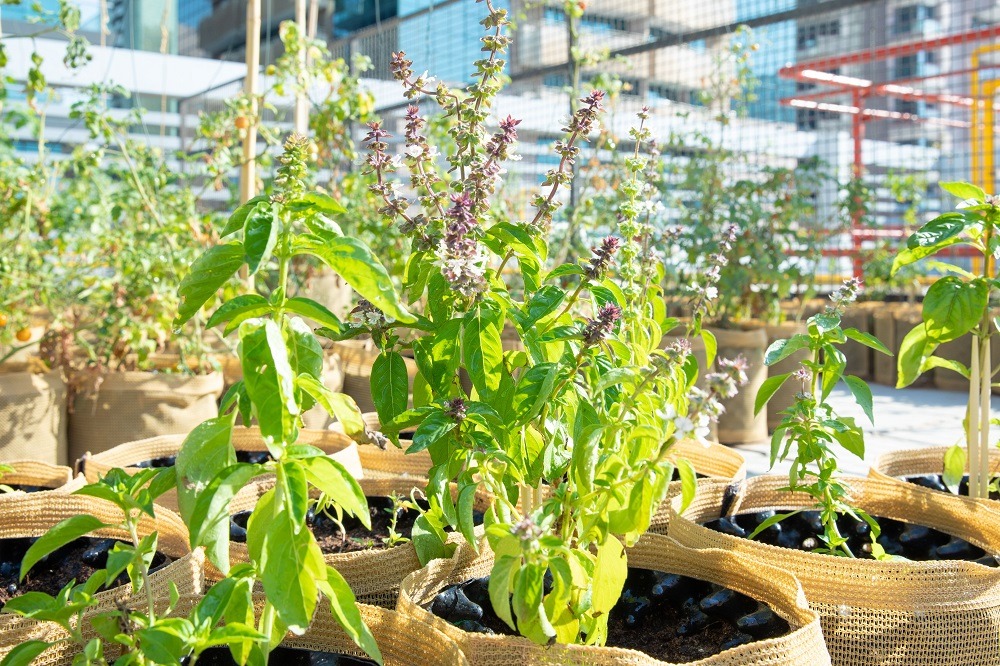 Four Points by Sheraton Sheikh Zayed Road Staff Go Green to Carry a Massive Eco-Drive