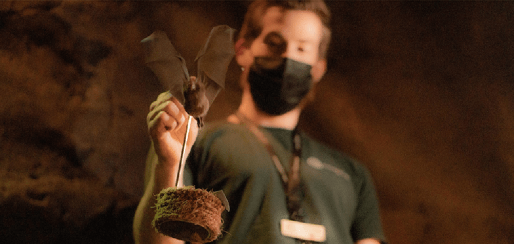 Enter the bat cave and feed dozens of fruit bats at The Green Planet!