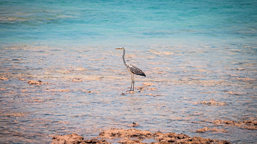 Sir Bu Nair Island, a Safe Haven for Rare Creatures