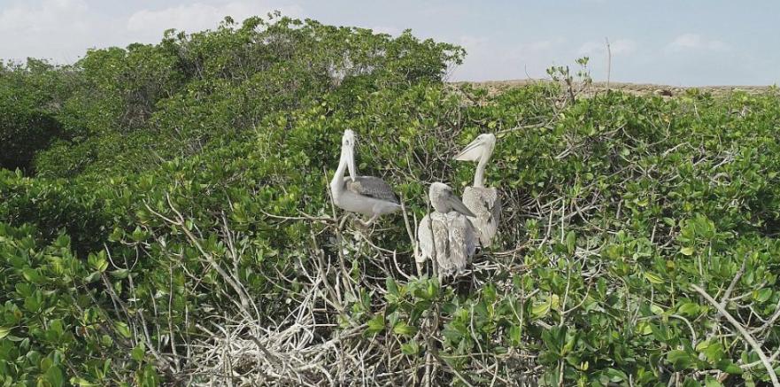 Deals signed to plant mangrove trees in Saudi Arabia