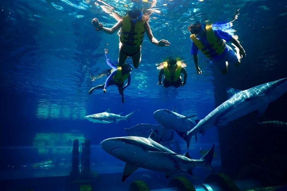 Dive Into A Fin-Credible Frenzy Of Activities At Atlantis This Week And Celebrate The UAE’S Local Shark Population