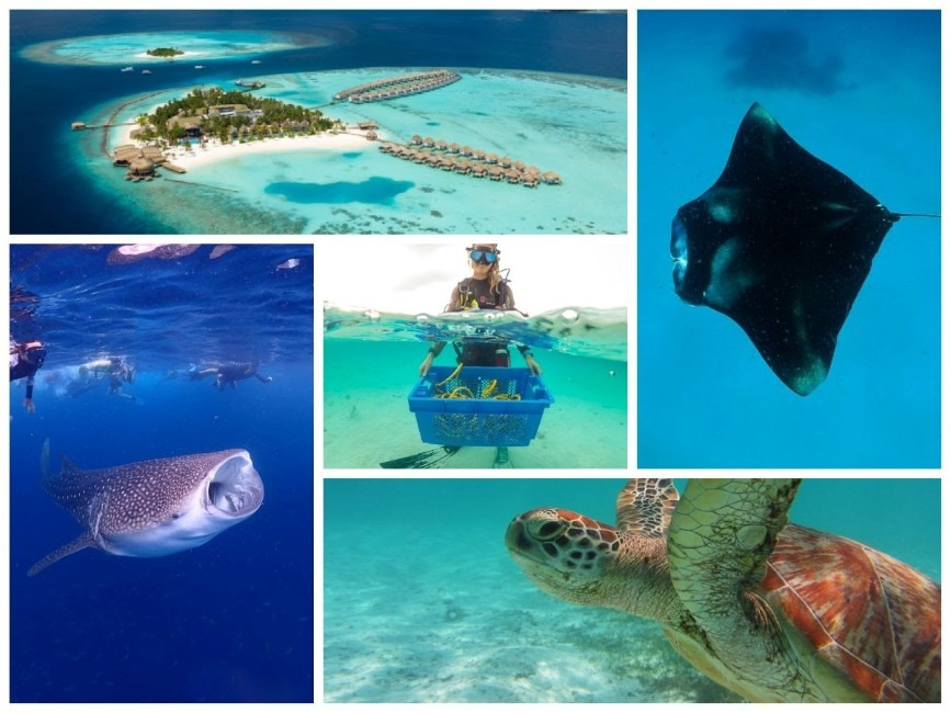 Outrigger Maldives Playing Important Role in Manta Ray, Whale Shark and Turtle Conservation