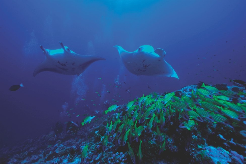 Explore a colourful and exotic underwater world only at the OBLU NATURE Helengeli in the Maldives