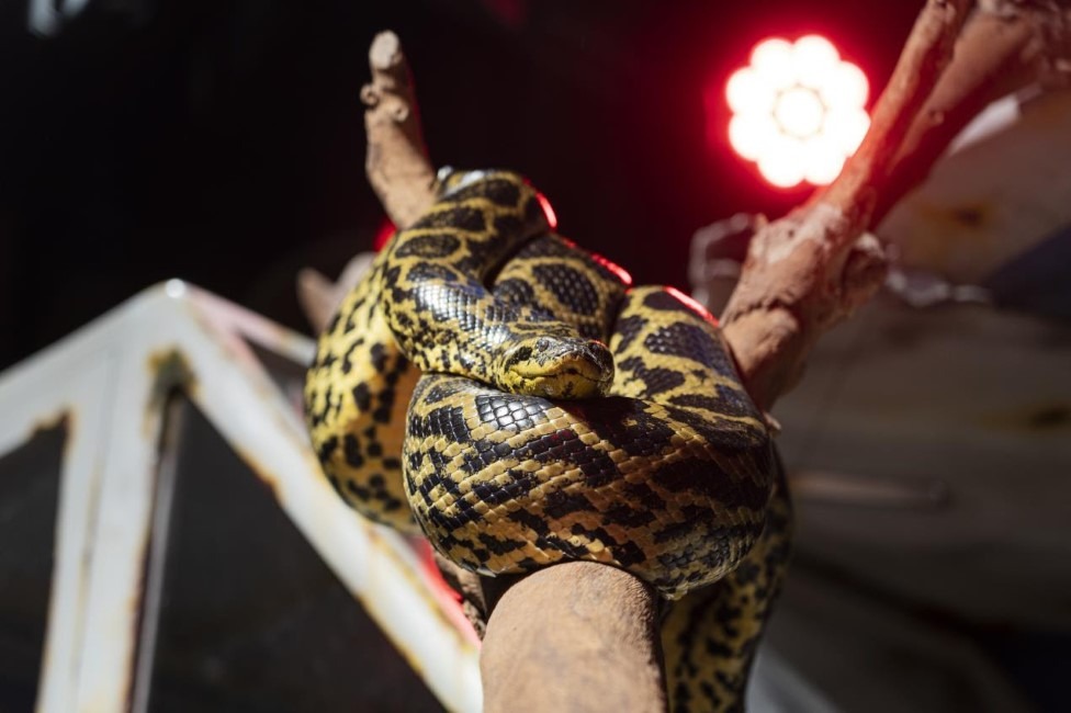 The Green Planet Welcomes The First anacondas In Dubai