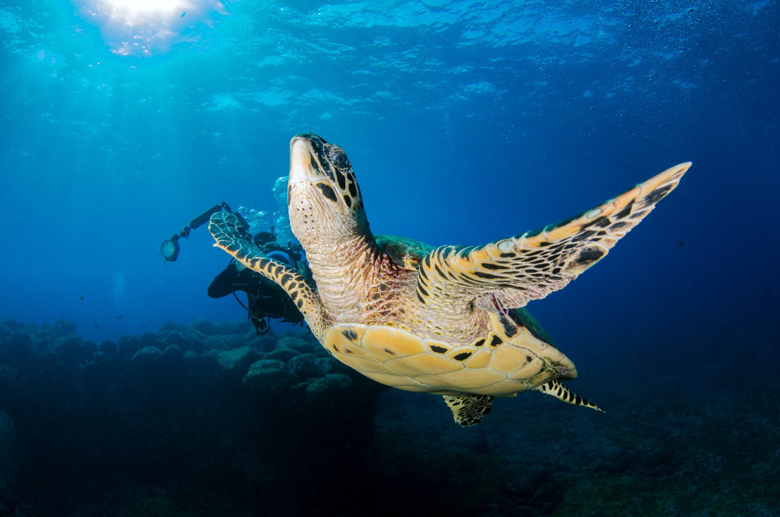 Dive Into Brazil’s Marine Wildlife This New Year