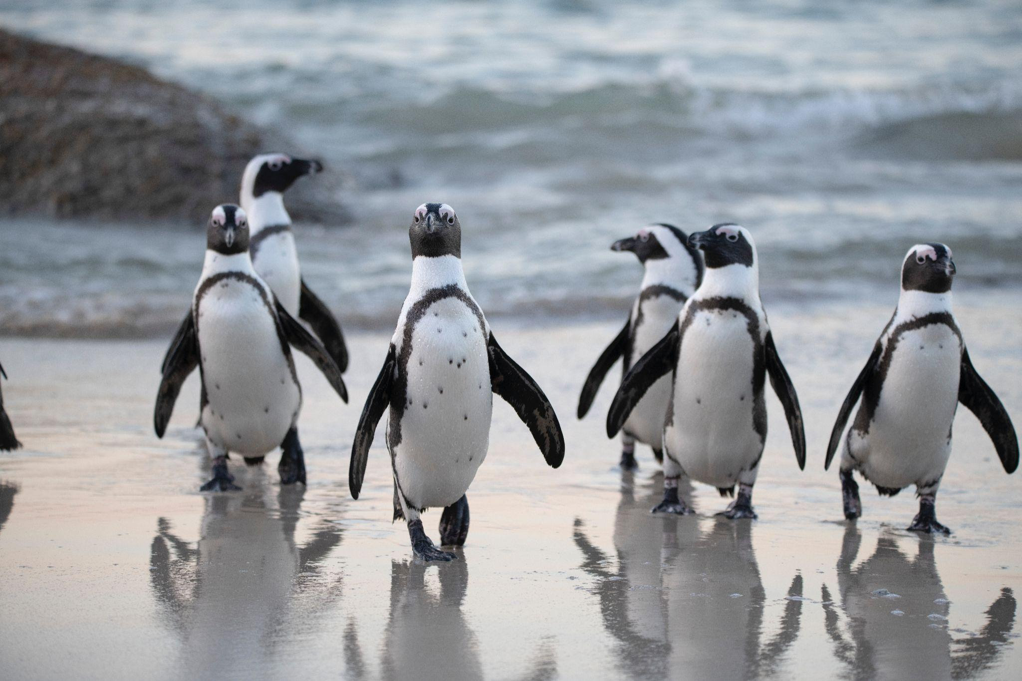 Sir David Attenborough effect as tourists book luxury penguin cruises