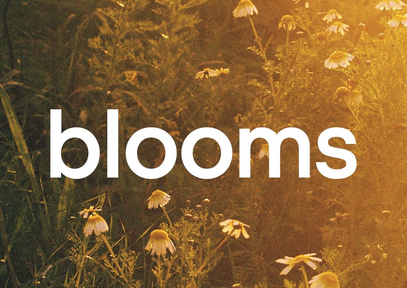 بلومز blooms – مفهوم يتجاوز الاستدامة.