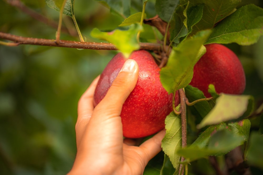 French apple production reaches a three-year high in 2023, supplying exceptional produce to GCC consumers