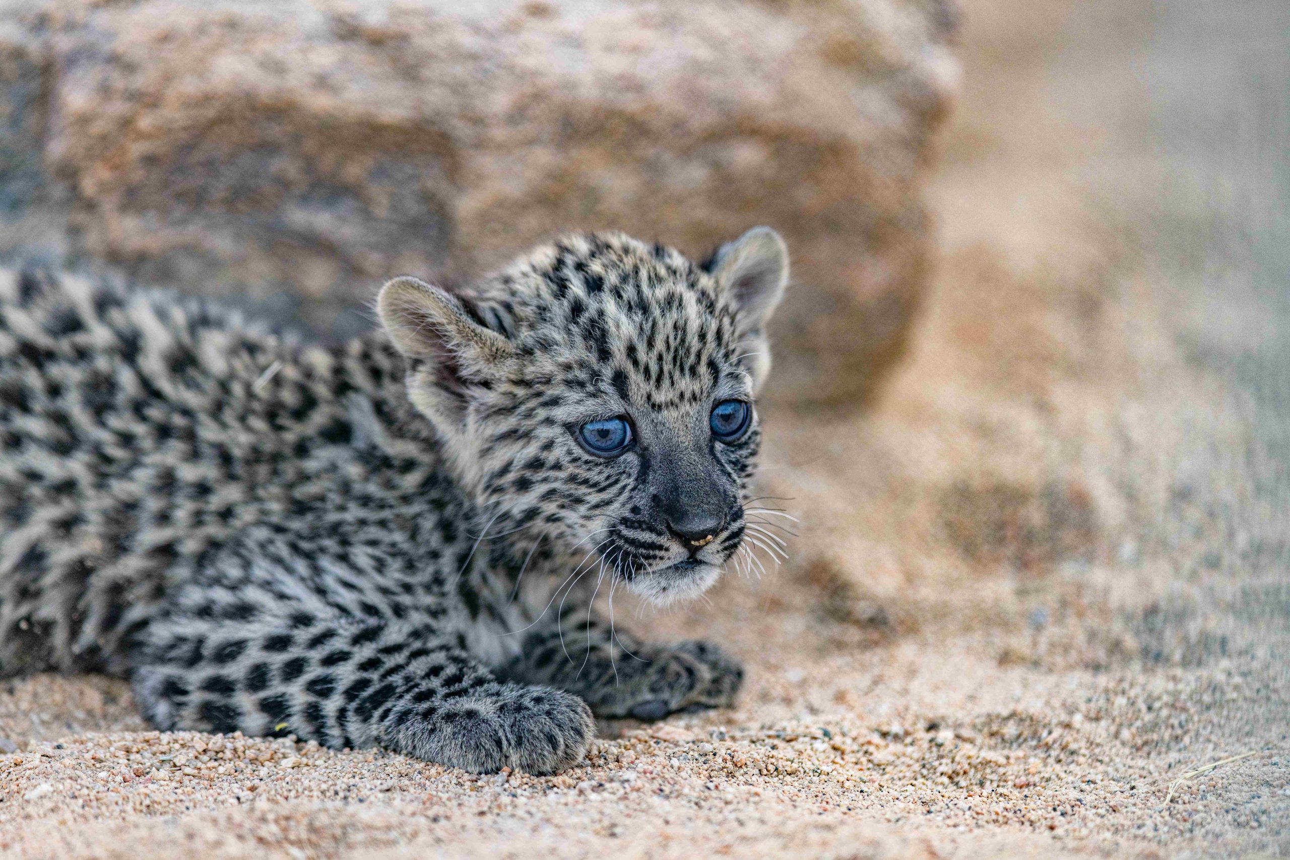 Royal Commission For Alula’s Arabian Leopard Conservation Breeding Programme Welcomes Seven New Cubs