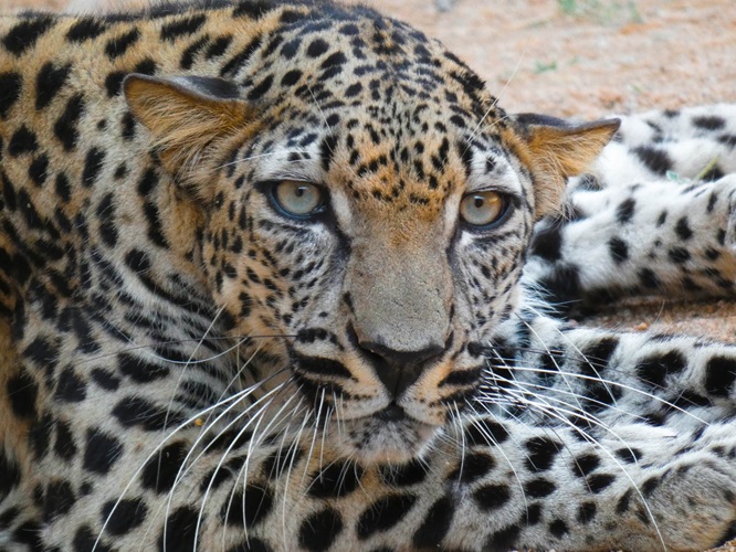 Royal Commission For Alula Announces Arrival Of Second ‘Founder’ Leopard At Conseration Bredding Centre In Taif, Saudi Arabia