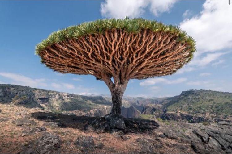 The Island of Socotra Starts Welcoming Visitors in Efforts to Grow Sustainable Tourism Industry in the Region