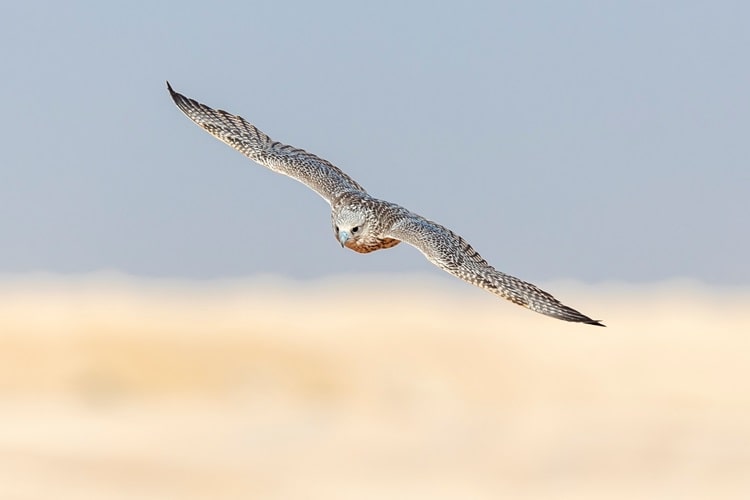 Inaugural AlUla Falcon Cup Sets New Records in the Falconry World with Highest Prize Money