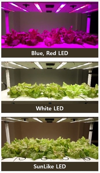 Seoul Semiconductor Presents New Proposal for SunLike-Enabled Future Smart Farm