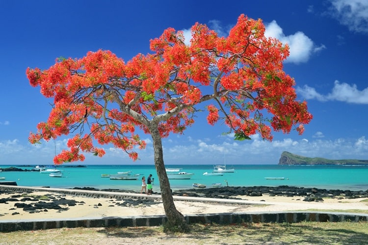 Mauritius Welcomes You to Revel in this Season’s Festive Grandeur and Unmatched Hospitality!